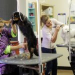 vet