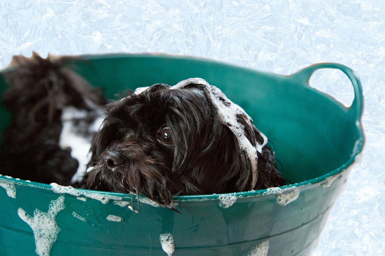 washing dog