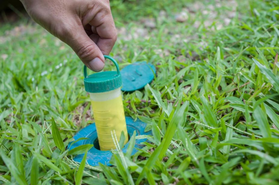 termite control